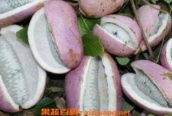 恩施吃瓜门
