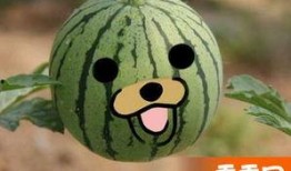 熊2吃瓜表情包