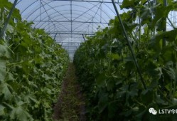 西昌吃瓜哪里多,探寻瓜香四溢的美食天堂