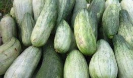 绿瓜怎样吃