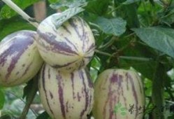 茄瓜给宝宝吃,营养丰富的茄瓜食谱