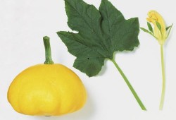 什么瓜叶可以吃,揭秘哪些瓜叶可以安全食用